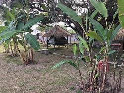 Tent in a bamboo hut under the mango trees
